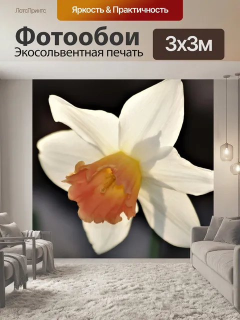 Фотообои Персик и белый нарцисс крупным планом
