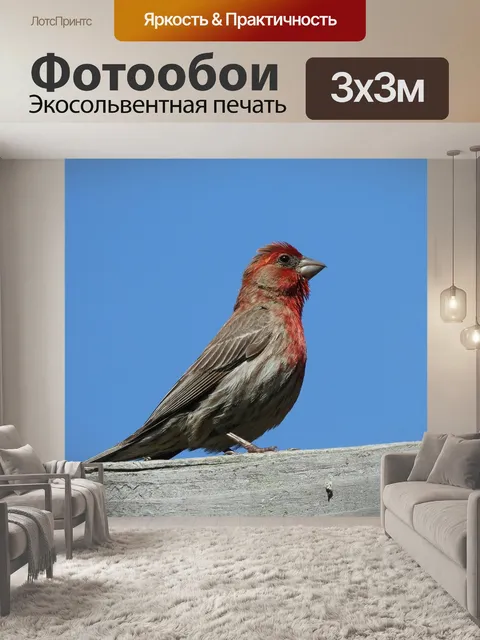 Фотообои Дом финч