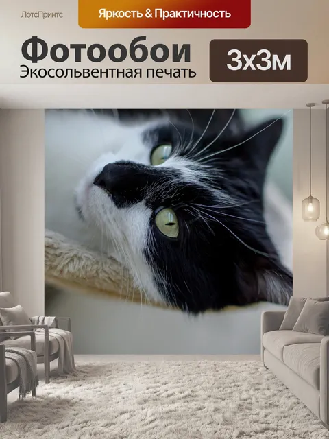 Фотообои Кошки