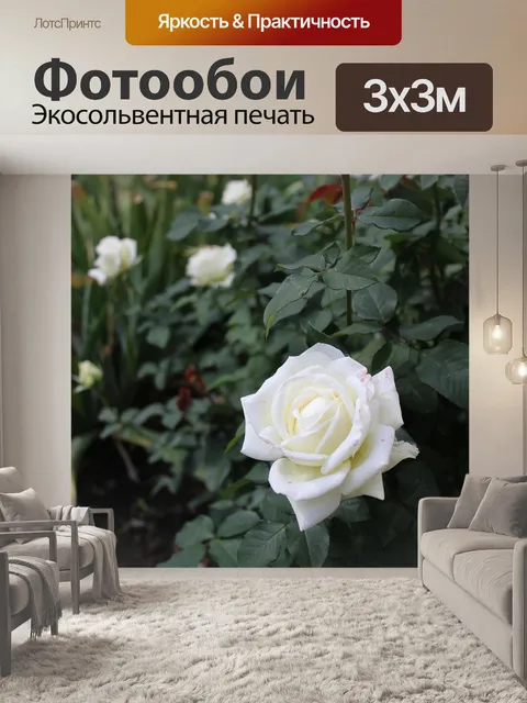Фотообои Белые