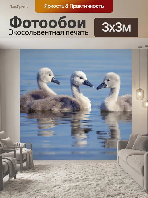 Фотообои Плавающий лебедь, утенок