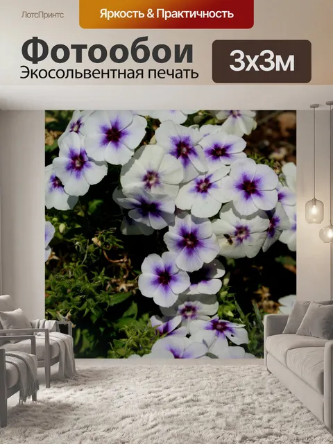 Фотообои белые и фиолетовые цветы флоксы