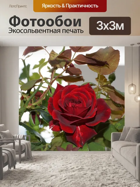 Фотообои Чайная роза