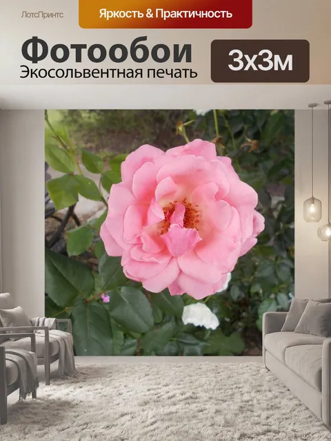 Фотообои Розовая коралловая роза