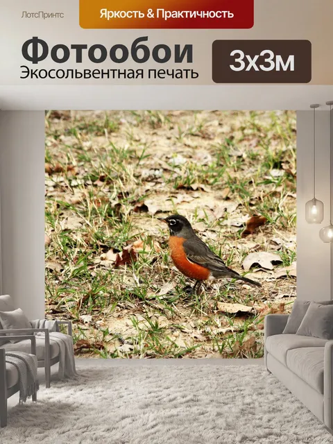 Фотообои Американский Робин на земле