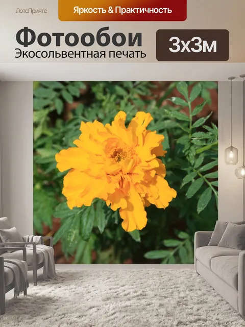 Фотообои один цветок желтый календулы