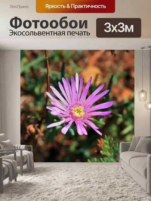 Фотообои цветения розовый vygie