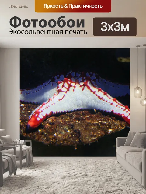 Фотообои красно-белая звезда рыба