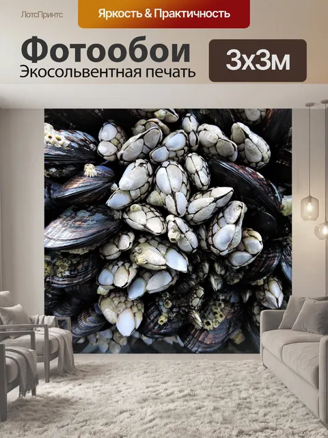 Фотообои Ракушки