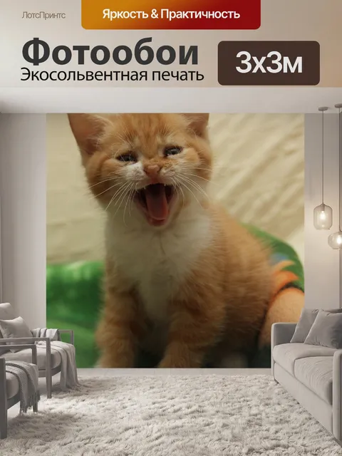 Фотообои Котенок
