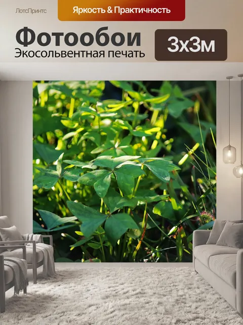 Фотообои солнечный свет на зеленых щавелях и трав