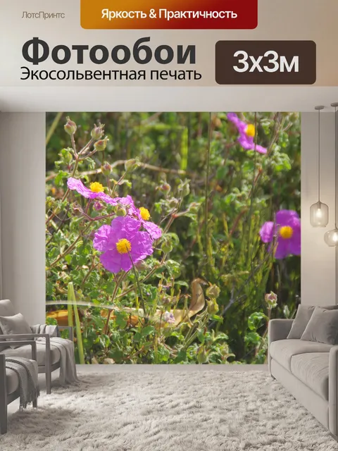 Фотообои Поле фиолетовых цветов