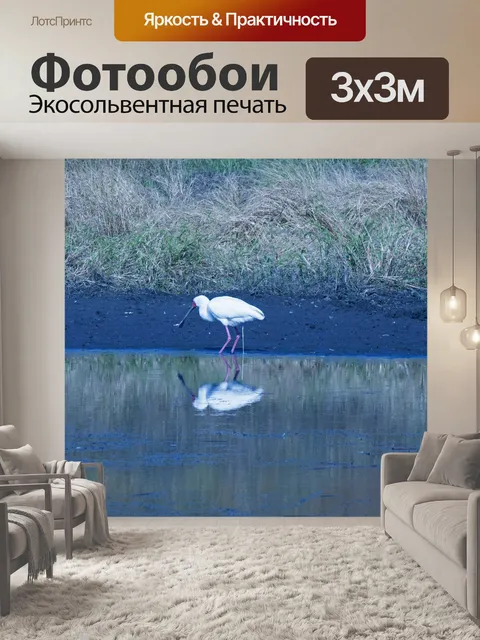 Фотообои африканская колпица экскременты
