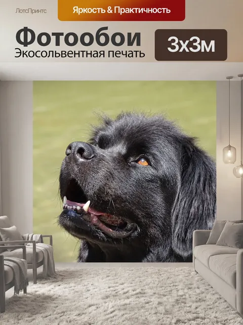 Фотообои Ньюфаундленд