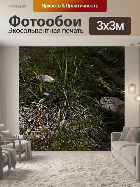 Фотообои Грибы