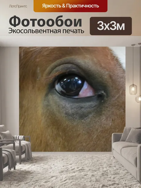Фотообои Лошадь глаз