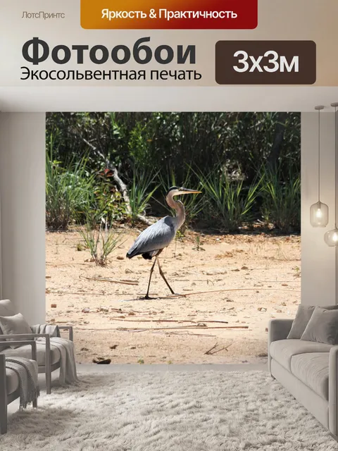 Фотообои Большая голубая цапля на песчаном пляже
