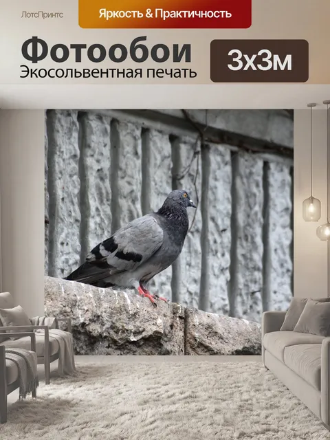Фотообои Голубь