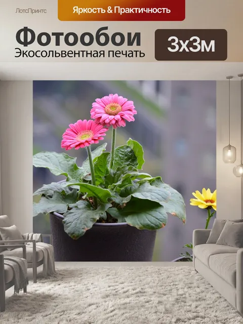Фотообои Африканская маргаритка