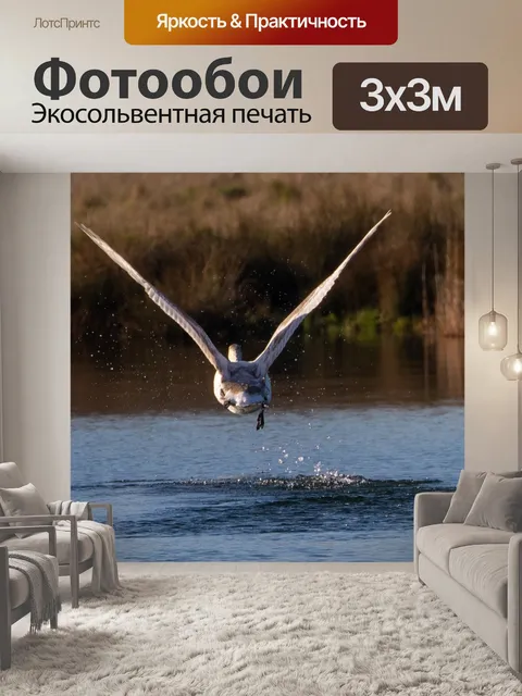 Фотообои Лебедь взлетает