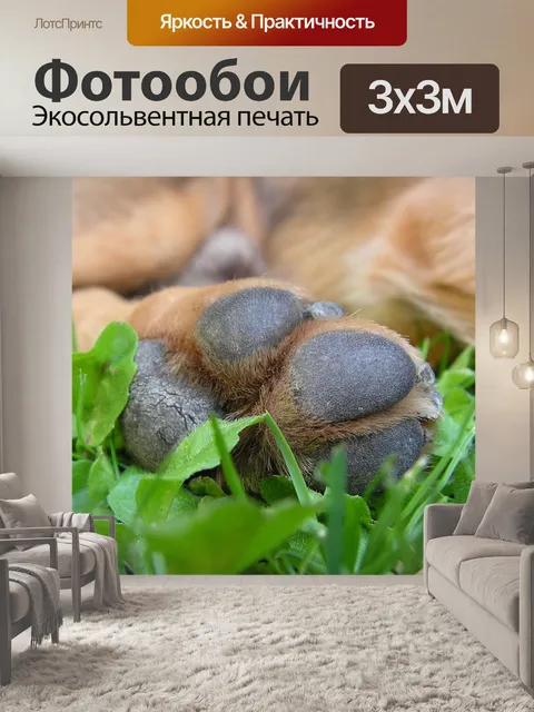 Фотообои Лапа