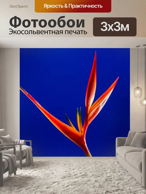 Фотообои Стрелиция