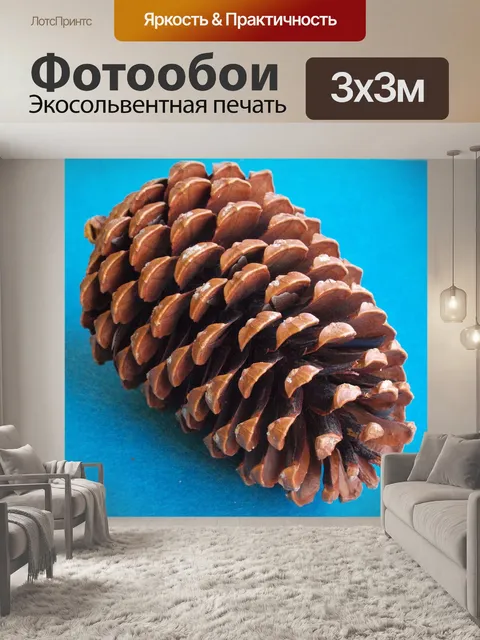 Фотообои Шишки морской сосны