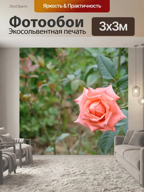Фотообои Роза