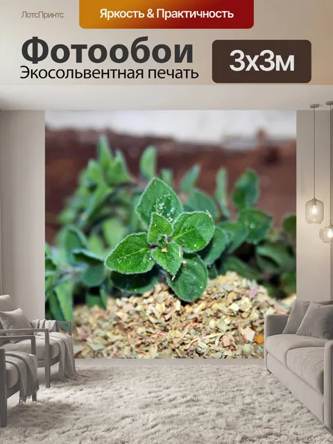 Фотообои свежий душицы и сушеные травы