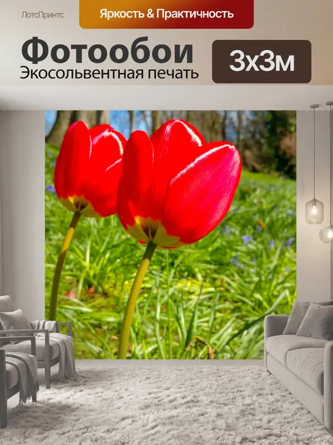 Фотообои Красный тюльпан