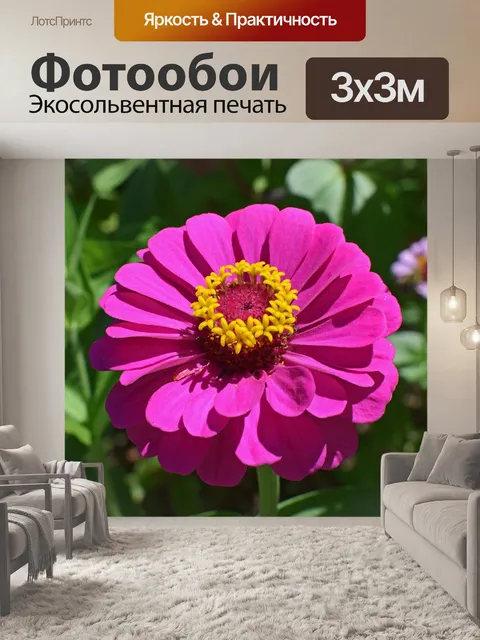 Фотообои Горячая розовая цинния