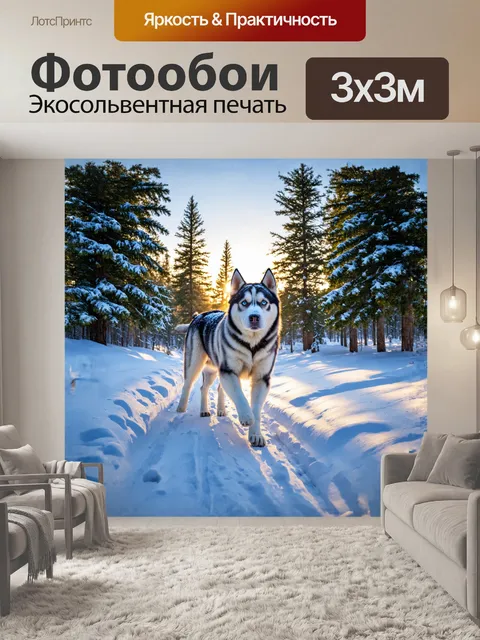 Фотообои сибирский хаски, уверенно шагающий по заснеженной лесной тропе, его яркие голубые глаза сверкают на фоне…