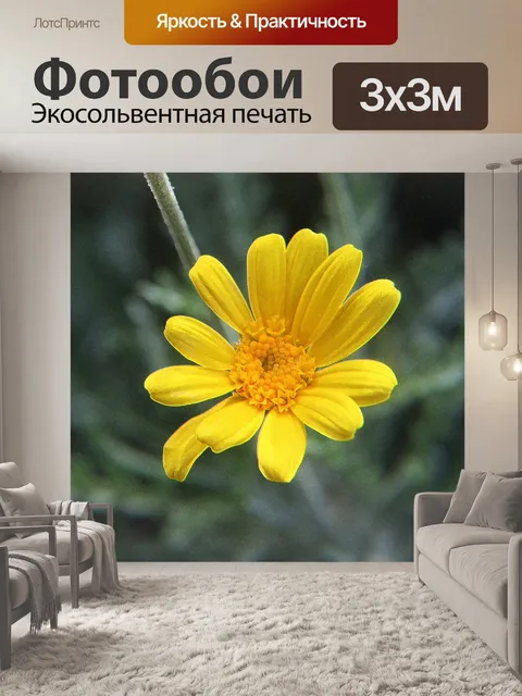 Фотообои желтый цветок ромашка