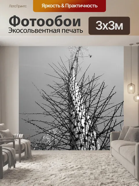 Фотообои Кактус