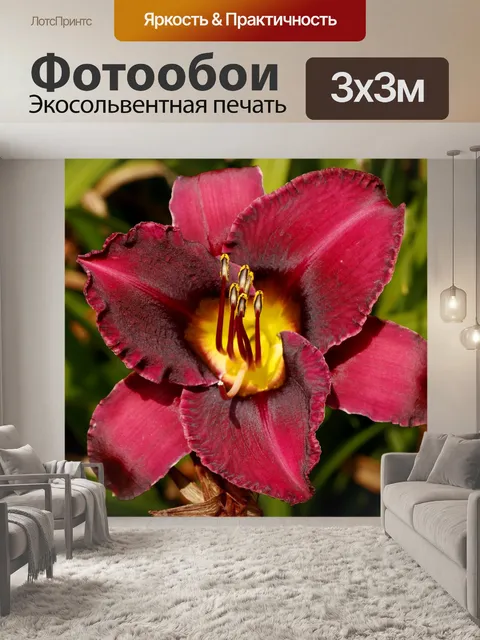 Фотообои Глубокая красная лилия