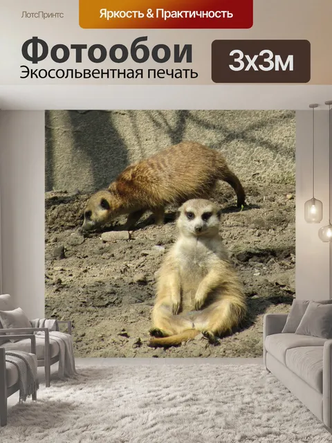 Фотообои Луговая собачка