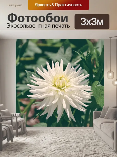 Фотообои Астра, белый цветок