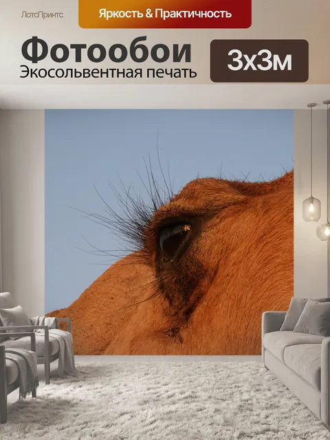 Фотообои Верблюд