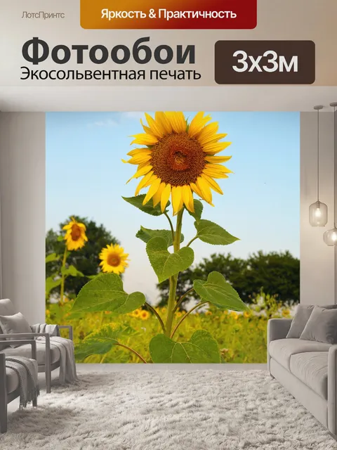 Фотообои Подсолнух осень природа цветы