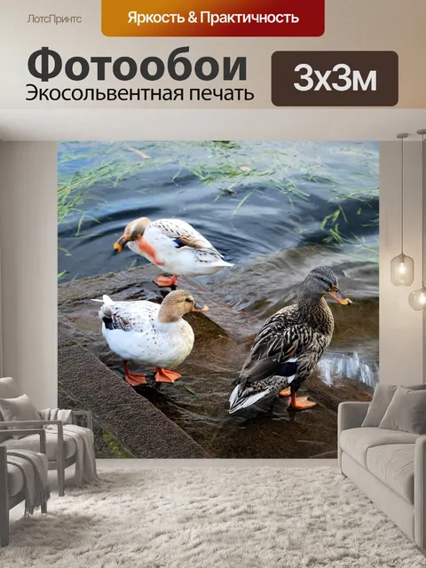 Фотообои Ducks