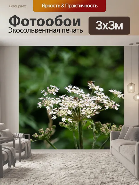 Фотообои Растение, белые цветы, пчела