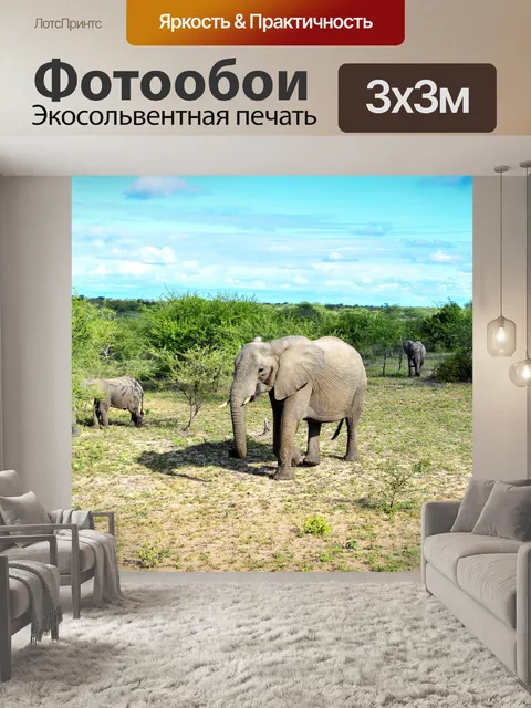 Фотообои Слон
