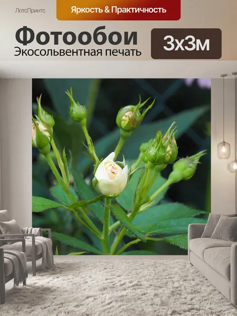 Фотообои Розы