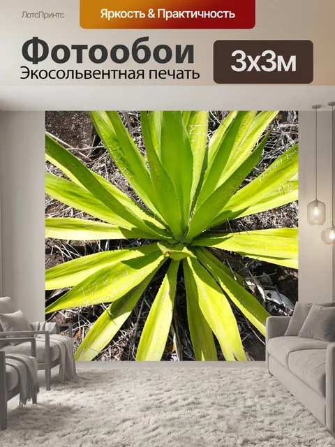 Фотообои Алоэ