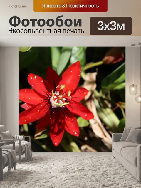 Фотообои Коста-Рика красный цветок