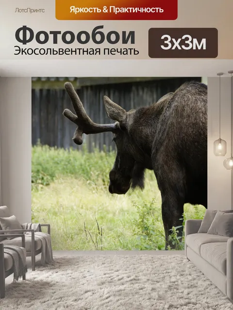 Фотообои Лось