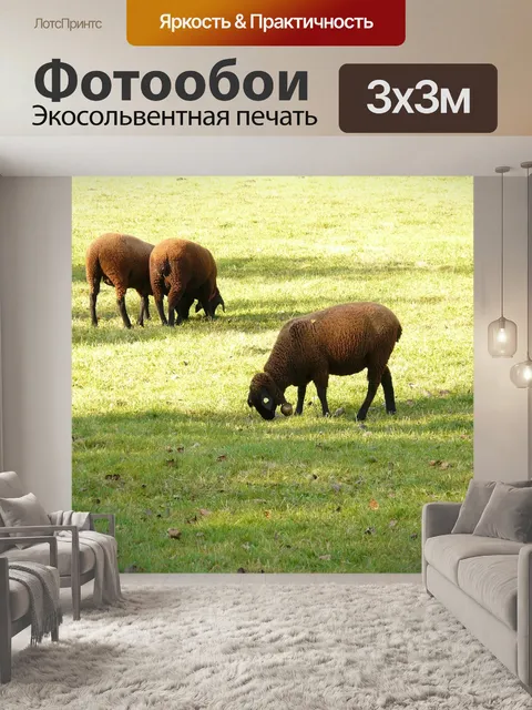 Фотообои Овец