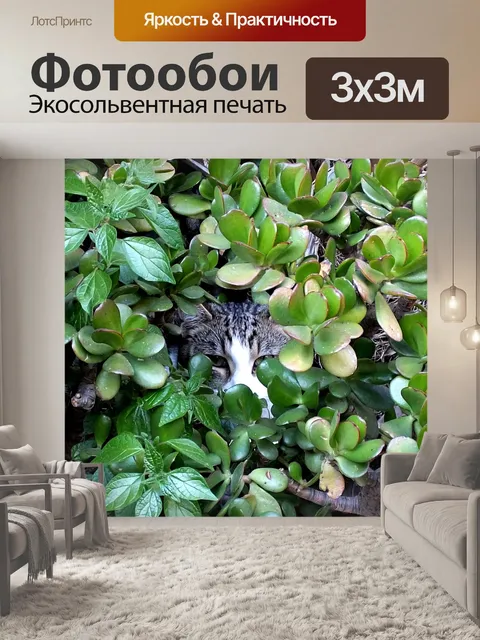 Фотообои Кот