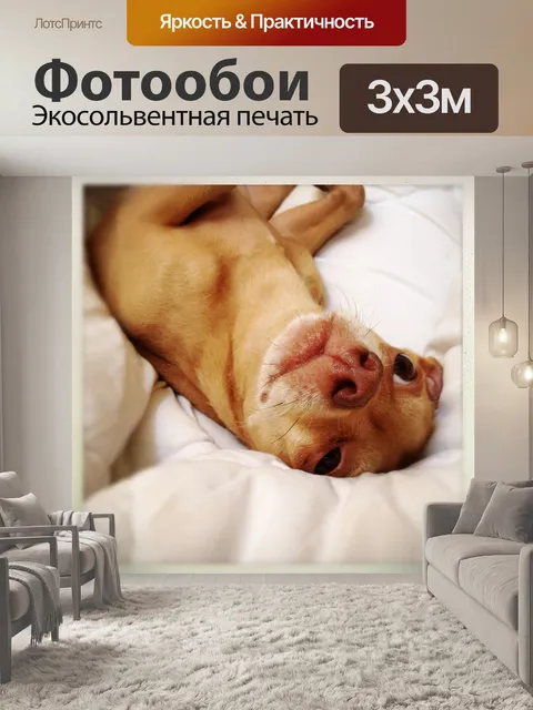 Фотообои немного зигги