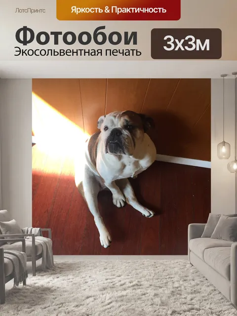 Фотообои Английский бульдог - Sluggo